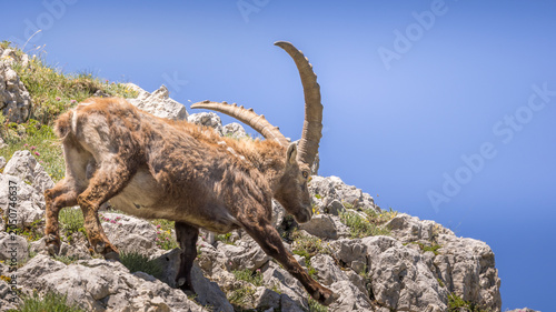 A large male ibex walks across rocks against a blue sky