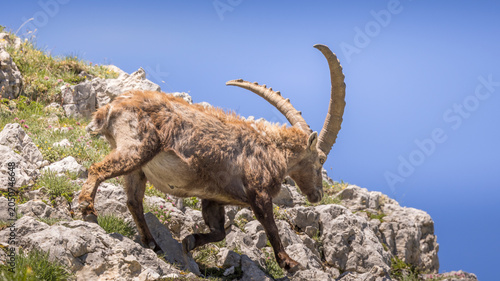 A large male ibex walks across rocks against a blue sky
