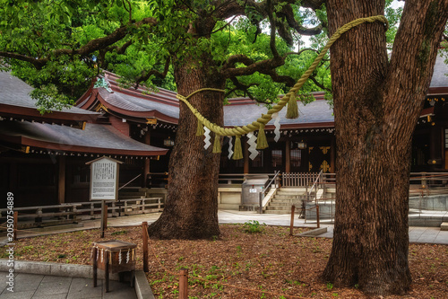 Fotografía Rope between two trees at meiji shrine in tokyo