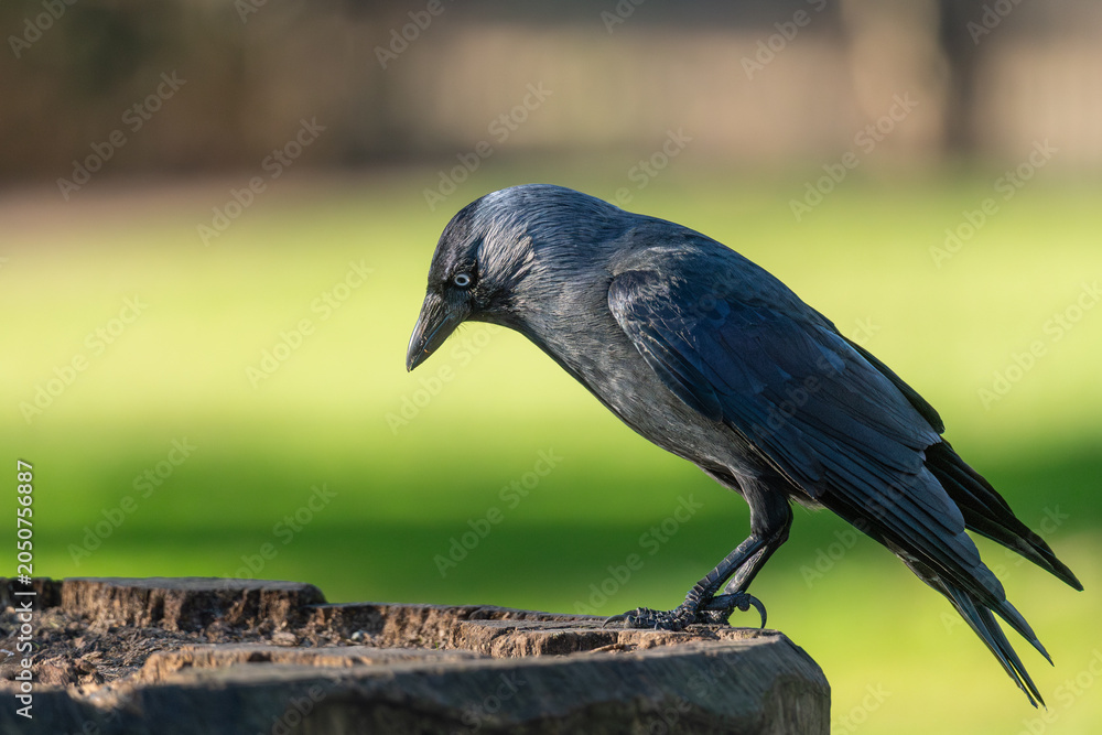 Fototapeta premium Jackdaw (Corvus monedula) perched on tree stump in alert leaning posture, London, England, UK