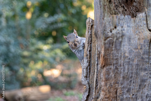 Foto Grey squirrel (Sciurus carolinensis) peering curiously around dead tree trunk in