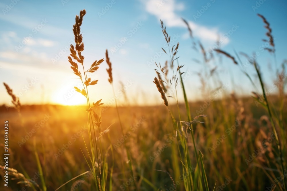 Fototapeta premium The grasses in a sunlit meadow at golden hour with warm glowing sunset