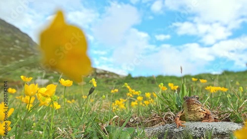 The common frog wrapped by Alpine flowers in the summer season (Rana temporaria)