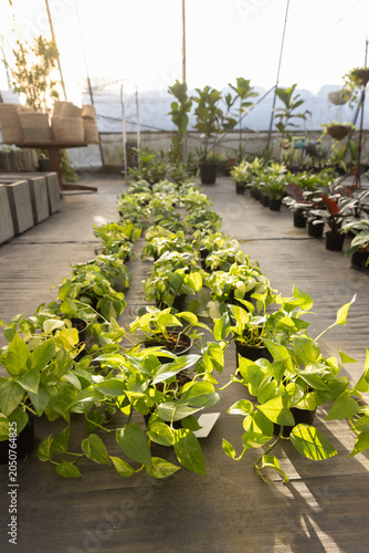 Rows of trailing plants are spilling from black pots in greenhouse aisle, sunlight casting shadows