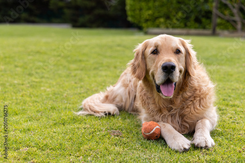 Golden retriever is lying on neatly mown lawn with orange tennis ball near front paw