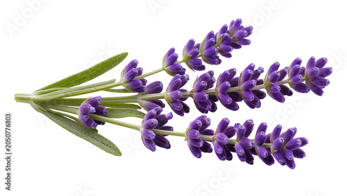 Vászonkép Purple lavender flowers with green leaves