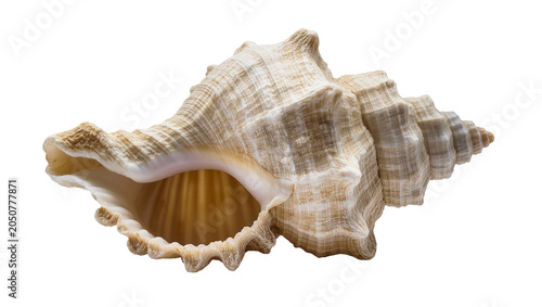 Schilderij op canvas Large beige spiral seashell with textured surface and frilled edge