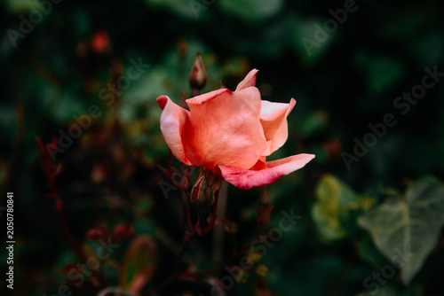 Cuadro en lienzo A Rose in peachy pink