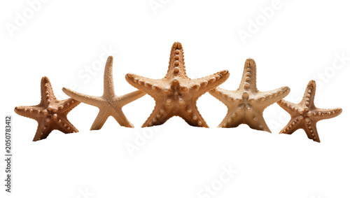 Tableau sur toile Five dried starfish arranged in a row