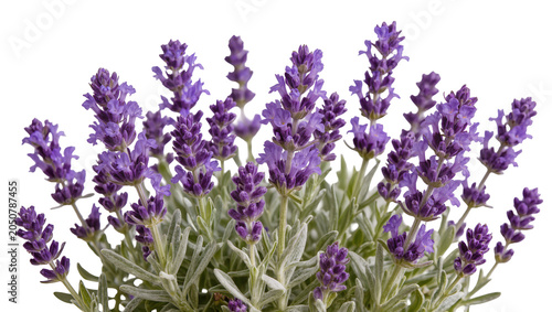 Schilderij op canvas Lavender plant with numerous purple flower spikes and green leaves