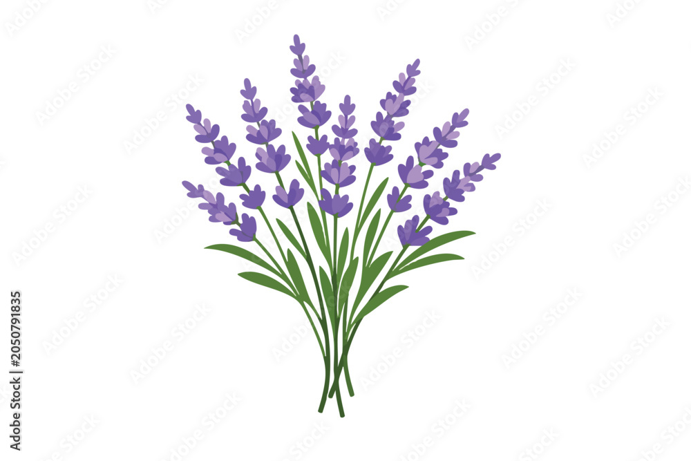 Obraz premium Bouquet of purple lavender flowers isolated on white background with lavender botanical isolated