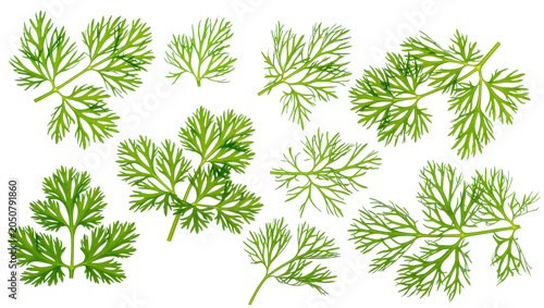 Konstfotografi Fresh green dill sprigs and leaves arranged