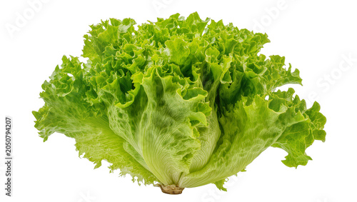 Foto Fresh green lettuce head with ruffled leaves