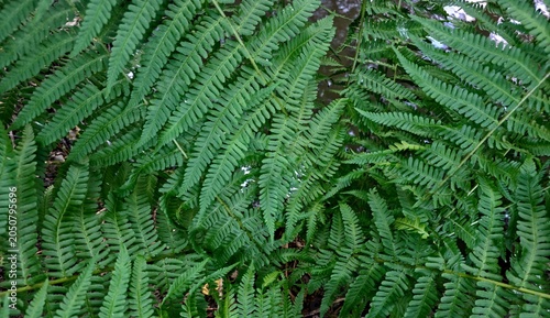 Fotografie Green fern leaves growing densely in a natural woodland environment
