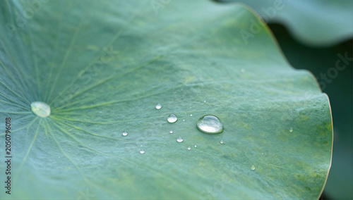 Superhydrophobic Lotus Leaf with Perfect Round Water Droplets