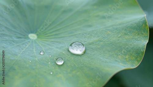 Superhydrophobic Lotus Leaf with Perfect Round Water Droplets