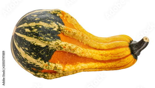 Schilderij op canvas Ornamental gourd with striped green yellow, and orange skin