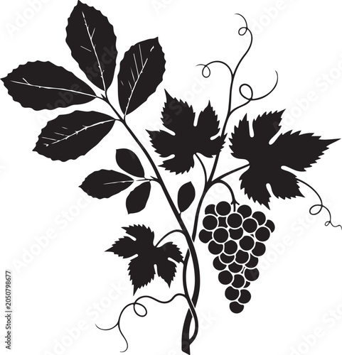 Black silhouette grapevine with leaves and bunch of grapes