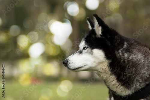 Husky in Herbstlandschaft