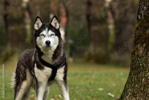 Husky in Herbstlandschaft