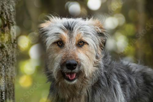 Großer Mischlingshund im Herbst
