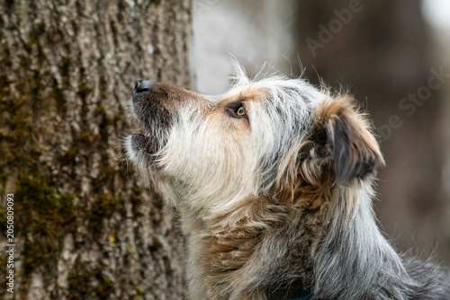 Großer Mischlingshund im Herbst