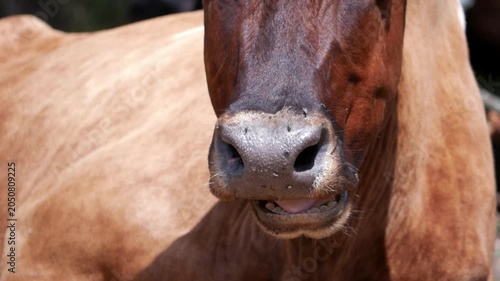 Close up of cow mouth chewing grass with flies on muzzle in a farm field.