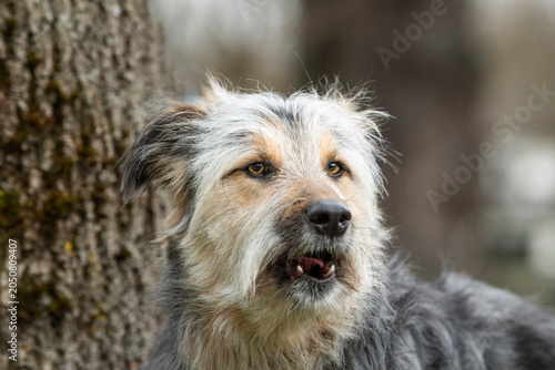 Großer Mischlingshund im Herbst