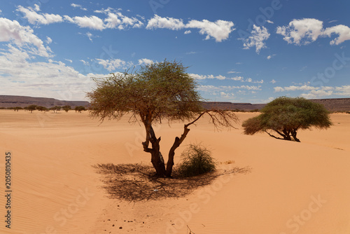 Quadro em tela Landscape near the nomadic village of Al Bayyedh, Mauritania