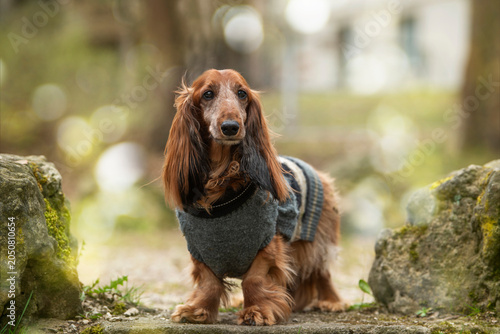 Älterer Dackel mit Hundemantel
