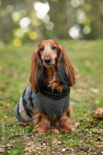 Ältererer Dackel mit Hundemantel