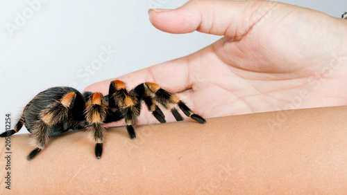 Foto Mexican Redknee Tarantula Crawling on a Human Forearm in Studio