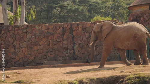 African elephant bull hurries across zoo habitat toward feeding station