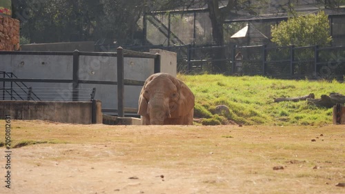 African elephant walks across vast zoo enclosure directly toward camera
