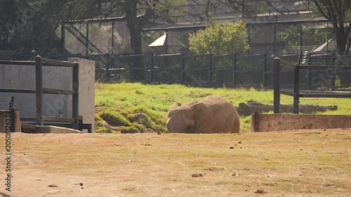 Elephants move through habitat in captivity during feeding time