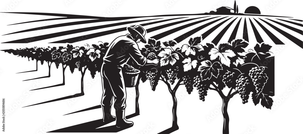 Obraz premium Black and white of a man picking grapes in a vineyard