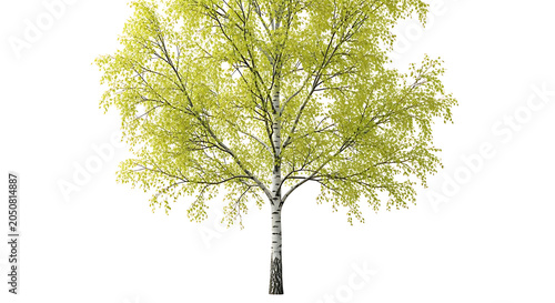 Young green tree with fresh leaves growing outdoors