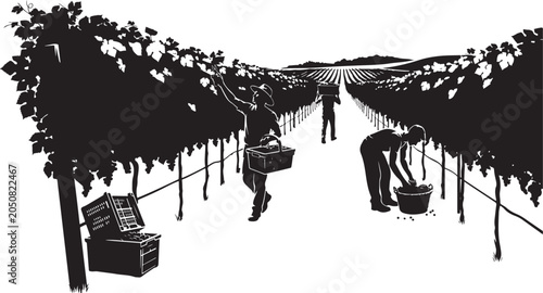 Black silhouette of people harvesting grapes in a vineyard