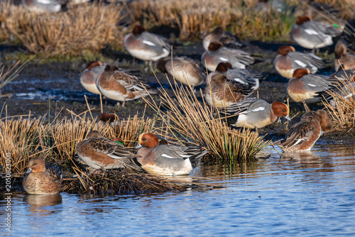wigeon at waters edge on marsh land