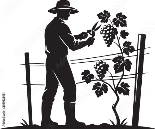 Man cutting grapes from vine with pruning shears farmer
