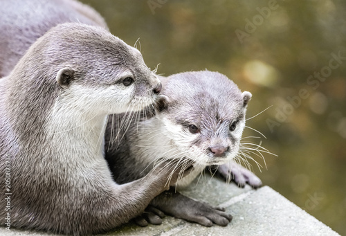 Photos Portrait of two Asian small-clawed otters