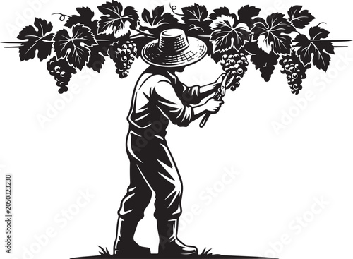 Man cutting grapes from vine with pruning shears farmer