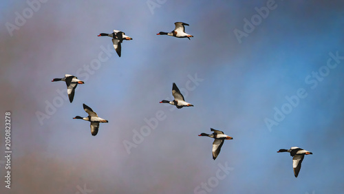 group of common shelduck flying against blue sky