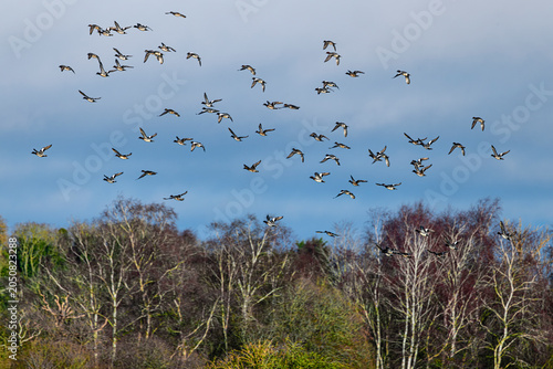 flock of winter birds flying over marsh land