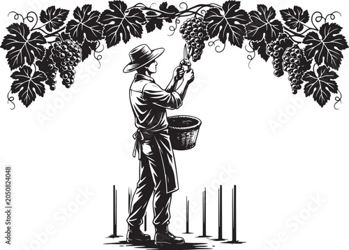 Man picking grapes from vine with basket farmer vineyard