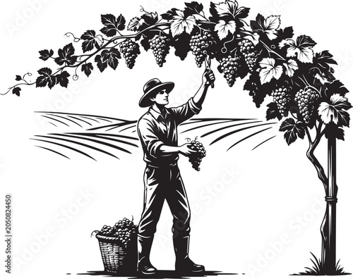 Man picking grapes from vine with basket farmer vineyard