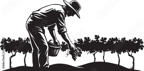 Man picking grapes in vineyard farmer harvesting