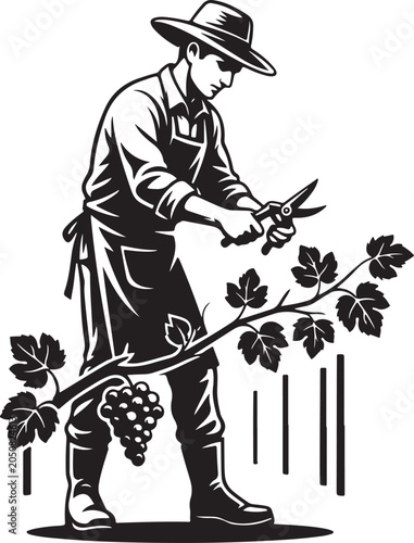 Man pruning grapevine with shears gardening
