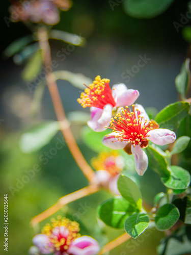 フェイジョアの花