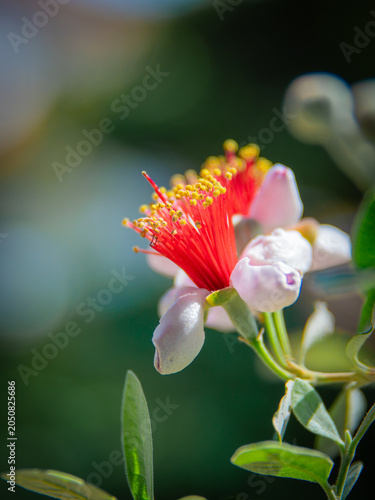 フェイジョアの花